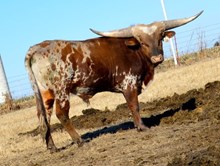 531 TCC BULL 14