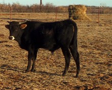 Dun Dee Chex X CWR Divinity Bull Calf