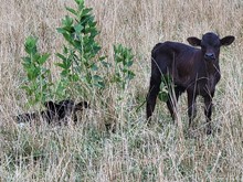 BULL CALF 1