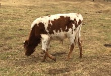 Bull Calf 1