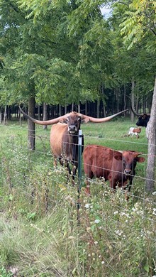 Pankow Bull TCC Lucky Utopia X Pretty Patsy