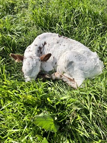 Bull calf (Frontier Boy x Panama Abby)