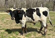 2024 Bull (Zara Safari)