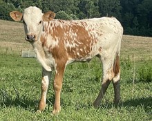 Steer Frosty 22