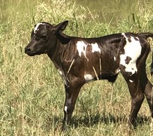 Tombstone/Josie Mae heifer20