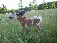 CALF 1