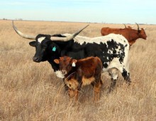 HEIFER CALF 129