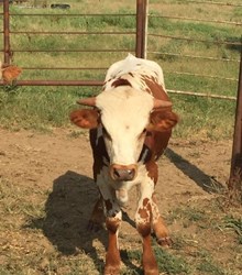 MY FAVORITE CALIBER 2015 BULL