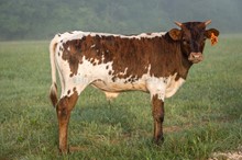 Kettle's Tattoo X CK Ranger's Temptress steer
