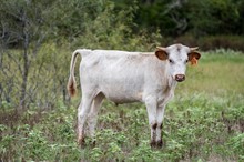 MB Eros X CK Yellow Gold steer