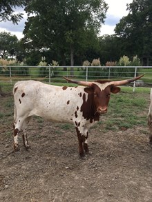 CCL Cowgirl Boom