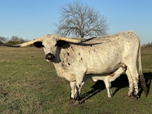 DB Iron Sniper x Blazing Limit Heifer