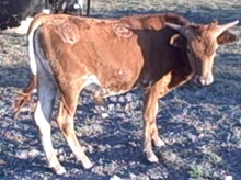 CDC Rodeo