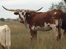 CDC Texas Star