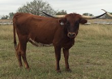 CDC Farlaps Star