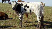 CK Donovan's Fancy '10 bull