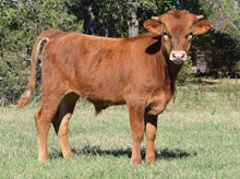 Drag Net x CO Blondies 2016 bull