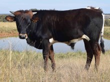 Drag Net x CO Sagebrush bull