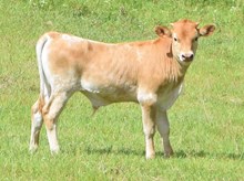 Drag Net x CO Sherry bull