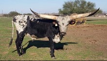 COWBOY PROSPECT