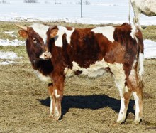 Country Girls 16 bull