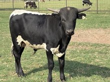 CR Return to Cinder bull calf
