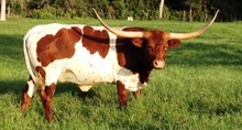 CTL CHESTNUT
