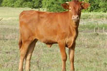 CWR RIO WHISKY X DH SAND BAR HEIFER CALF