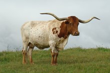 CARMELA 22