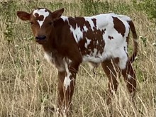 Bull Calf 2022