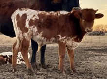 2023 Bull Calf