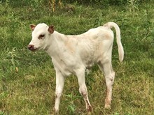 Chanel Bull Calf