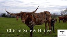 CCL ChiChi Star