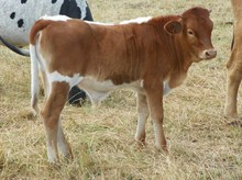 TLC Classy Lady Bull