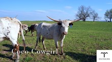 CCL Coco Cowgirl