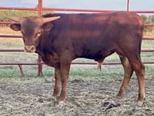 Cody Bull Calf 2023