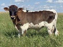 Master x Collusive Silence Bull Calf