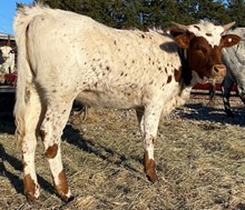 DSF COPENHAGEN STAR X RJF SUPER TUFF CALF