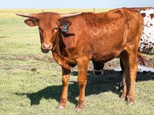 3P JEST A COUGAR 