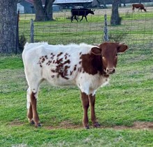 Country Dee LP