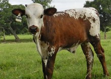 COWBOY CHARLEMAGNE X  WF PARCHESSI BULL CALF