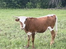 Crickets legacy heifer