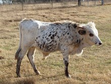 CURLY BILL