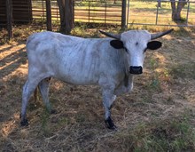 CRYSTAL'S BULL CALF