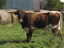 D-H DONNOVAN