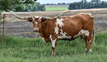 DELTA VON COWGIRL CPL