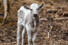 2022 Fox Bull Calf