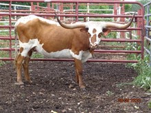MTR DAHLIA 44/18