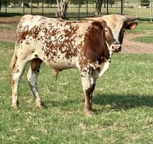 DH Half Tempted x Formal Attire bull calf