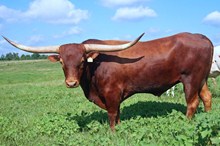 DIAMOND C SAM HOUSTON